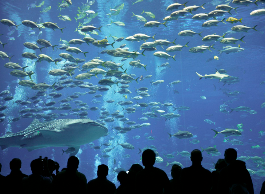 You are currently viewing 4 Considerations You Should Make Before Visiting an Oceanarium of the Indian Ocean