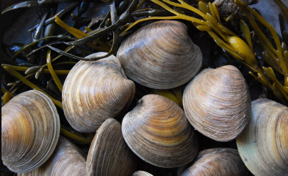 Clams in New Zealand 