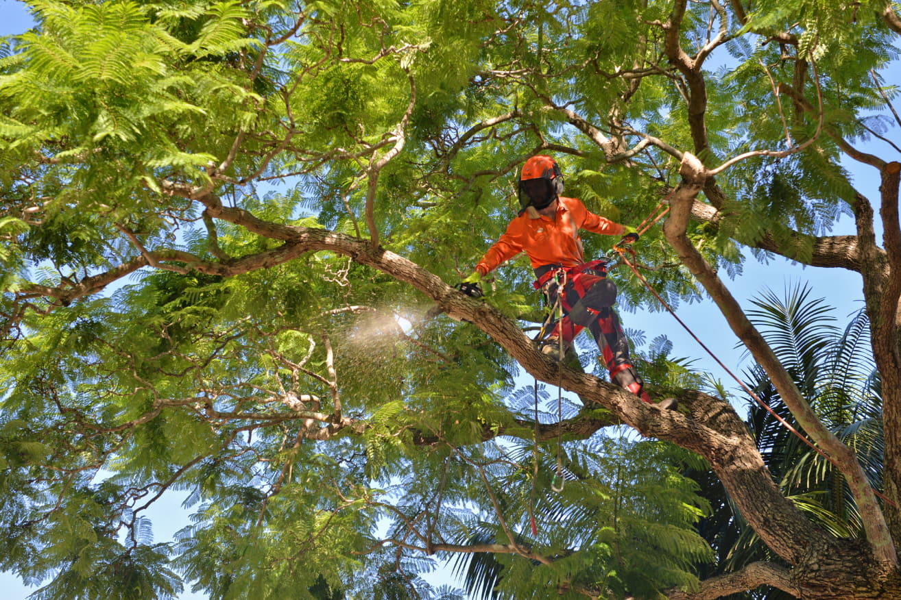 Read more about the article Top 5 Best Techniques of Tree Lopping in Lismore