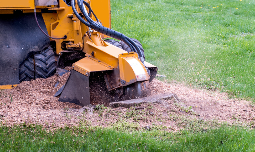 stump grinding in Gold Coast 