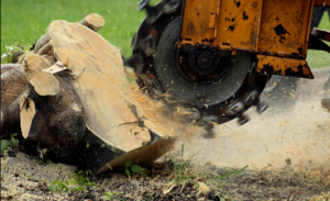 Read more about the article Transforming Outdoor Space With Stump Grinding In Gold Coast