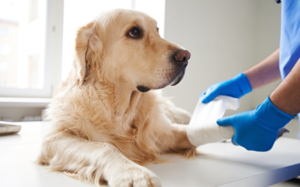 Read more about the article The Importance of Animal Urgent Care for the Safety and Health of Pets