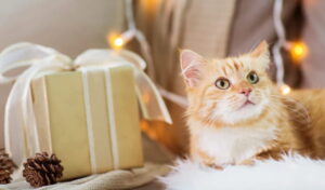 gifts for cat lovers